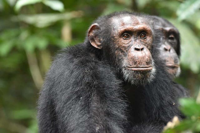 Researchers also found that fights – and even kidnappings – occasionally occurred between rival groups (Antoine Vale/Tai Chimpanzee Project)