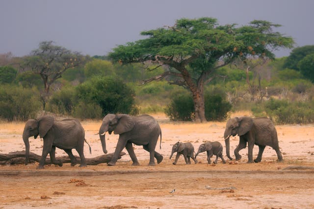<p>35 elephants were found dead in 2020 in Zimbabwe </p>