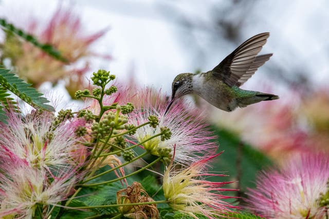 <p>A ruby-throated hummingbird flies over a mimosa tree in Saugus, Massachusetts, on July 22, 2023</p>