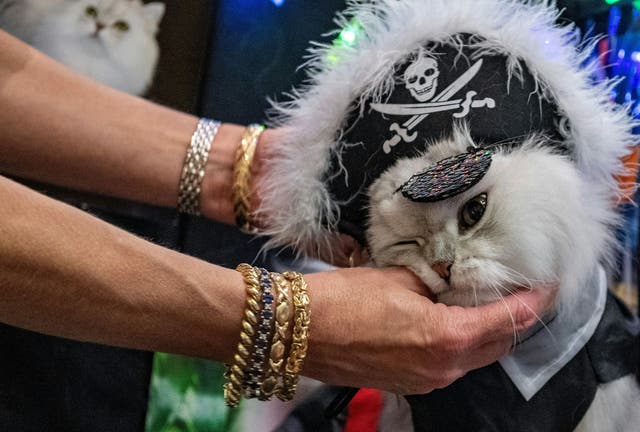 <p>Kathy Lynch, 53, dresses her cats as pirates for the costume contest at the New England Meow Outfit’s 10th Annual Allbreed and Household Pet Cat Show in Natick, Massachusetts, on August 27, 2023</p>