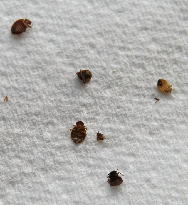 <p>File: Dead bed bugs lay on a paper towel</p>
