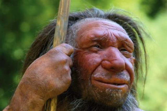 <p>Neanderthal reconstruction made for Neanderthal Museum</p>